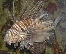Pez León Rojo (Pterois volitans)