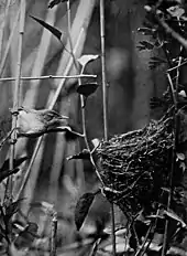 plate from a book with a monochrome photograph of small bird alongside its cup nest, among reeds