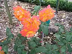Rosa 'Pareo'.