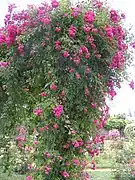 Rosa arbustiva.