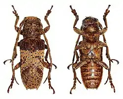 Rhytiphora ferruginea