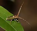Rhytiphora nigrovirens