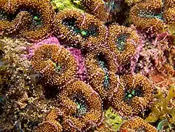 Ricordea florida,                                          familia Ricordeidae.