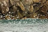 Gaviotas canas (Larus canus).