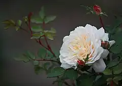 Rosa 'Crocus Rose', Austin 2000, obtenida del cruce de planta de semillero x 'Golden Celebration'.