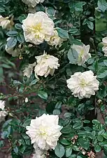 'Albéric Barbier' 1900, Grupo: Híbrido Wichurana. Real Jardín Botánico de Madrid.