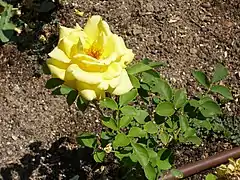 Rosa 'Lourdes Arroyo' Viveros F. Ferrer 1994.