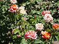 Rosa 'María Eulalia Miró' Viveros F. Ferrer 2003.