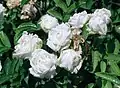 'Pâquerette', Guillot 1873.