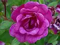 Rosa 'Perla de Alcanada' (Pedro Dot, 1944), en la "International rose garden of Kortrijk", (Belgium)-Bélgica.
