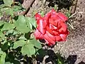 Rosa 'Rocío Elías' Viveros F. Ferrer 1988.
