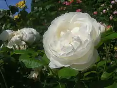 Rosa 'Winchester Cathedral', David Austin 1992.