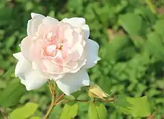 Rosa 'Dove', Austin 1984 obtenida del cruce de Wife of Bath' x planta de semillero de 'Iceberg' en el Rosarium Wettsteinpark en Viena.
