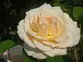 Rosa 'English Garden' en el Volksgarten en Viena.