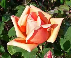 'Mme Abel Chatenay' 1894, San Jose Heritage Rose Garden California.