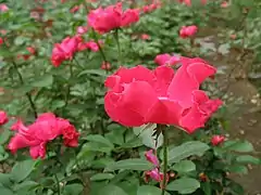 Rosa 'Permanent Wave', Leenders 1933.