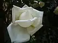 Rosa 'Shin-Setsu', 1969.