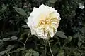 Rosa 'Teasing Georgia'