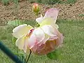 Rosa 'Golden Celebration'.