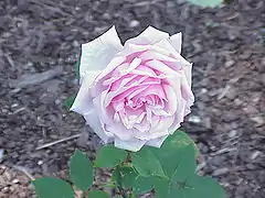 'La France', Guillot Fils 1867, primer Híbrido de té.