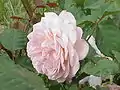Rosa 'Leander'