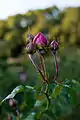 Capullo de la Rosa 'Gertrude Jekyll'