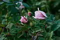 Capullos de la rosa 'St. Cecelia'