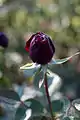 Capullo de la Rosa 'The Prince'