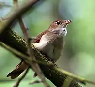 Ruiseñor (Luscinia megarhynchos) en  Offenbach am Main, Hessen, Alemania