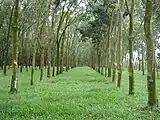 Extracción de caucho natural en Malasia
