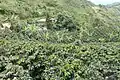 Ruta Cafetera - Vereda La Congoja