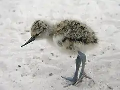Pichón de avoceta