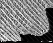Micrografía SEM de la escama de un ala de mariposa (× 5000)