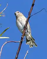 Hembra pelzelni en Costanera, Buenos Aires, Argentina.
