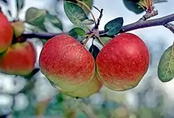 La Manzana 'Saint Ailred' en el árbol.