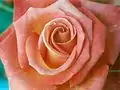 Rosa color salmón