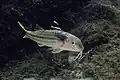 Salmonete de roca con un parásito (Anilocra physodes).
