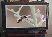 Un Samsung PN50B450 de Plasma de 50 pulgadas HDTV, un ejemplo de televisor de Plasma moderno..