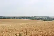 Avena en Ucrânia.