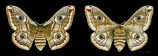 ♀