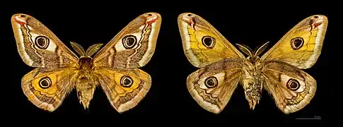 ♂
