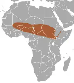 Distribución de la musaraña de sabana