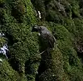 En el distrito de Kullu - Manali,  Himachal Pradesh, India