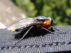 Hembra de Scaptia lata