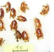 Scaptocoris minor (adulto), un cídnido que vive en las raíces de la palma aceitera (Elaeis oleifera)