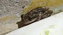 Ranita hocicuda (Scinax nasicus)