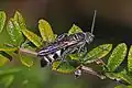 D. dorsata ♂ en Florida.