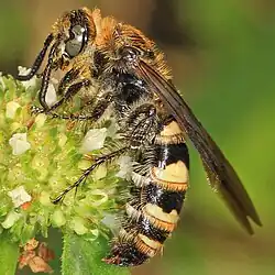 D. plumipes fossulana ♀ en Florida.