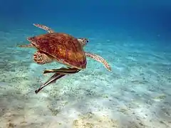 Con una tortuga verde