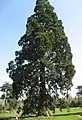 Sequoia gigante (Sequoiadendron giganteum)